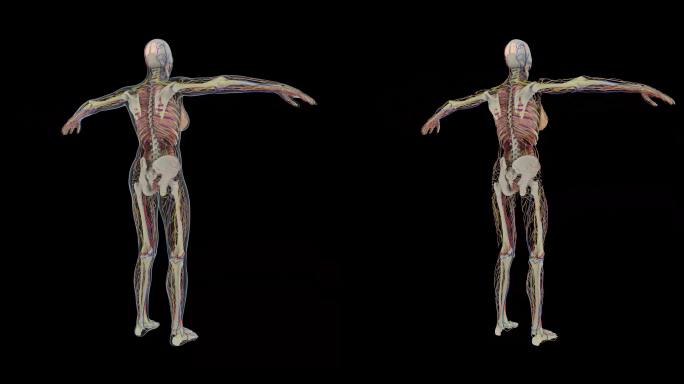 人物骨骼肌肉解剖医疗元素07