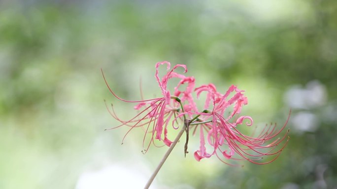 小河旁彼岸花开横版实拍素材