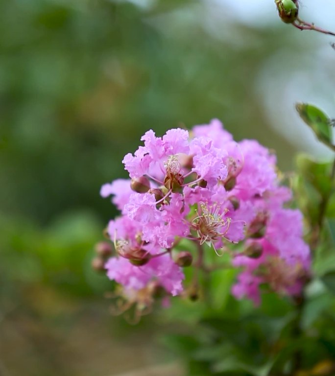 粉紫色花竖版实拍花草视频素材