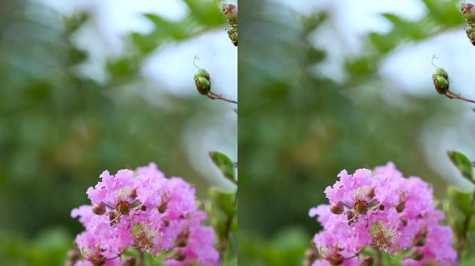 粉紫色花竖版实拍花草视频素材