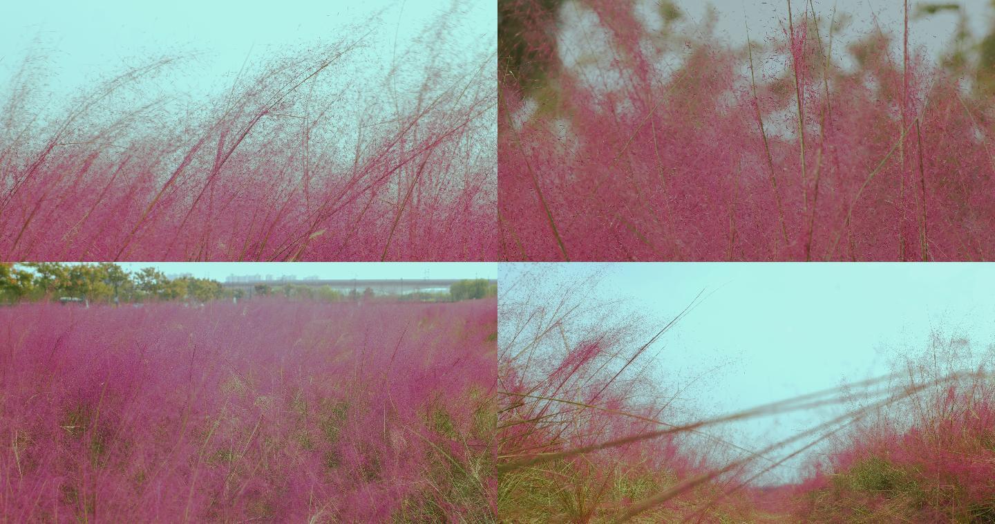 红色芦苇，红色植物，MV空镜头4K