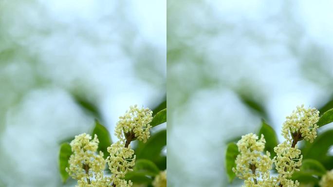 桂花实拍视频素材竖屏