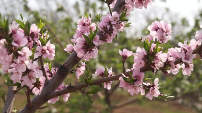 苹果花苹果园苹果树花朵