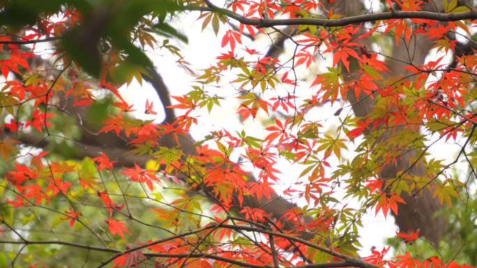 秋天香山枫叶红