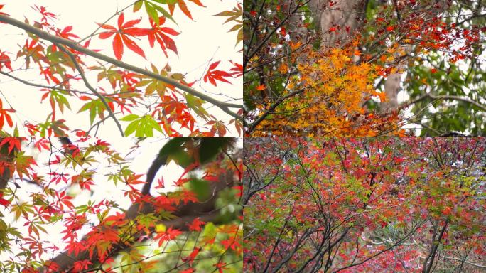 秋天香山枫叶红