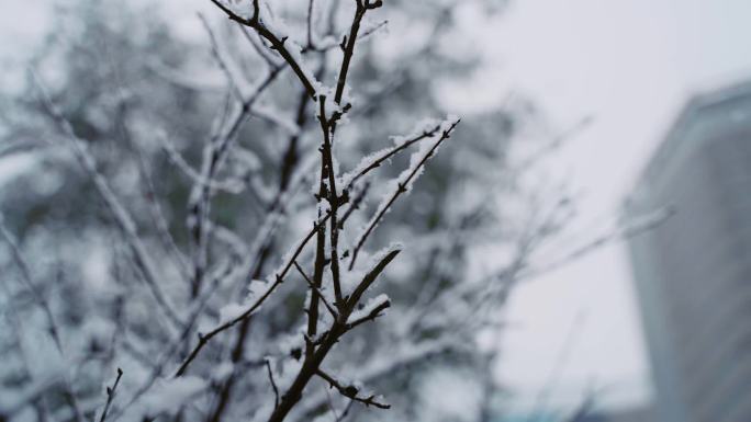 初雪大雪日系唯美意境