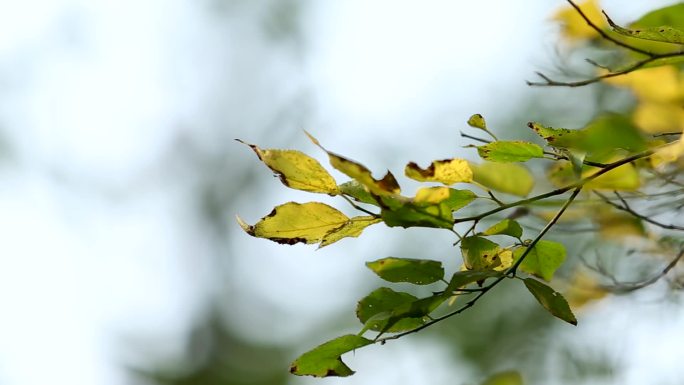 秋冬枯树黄叶横版实拍素材