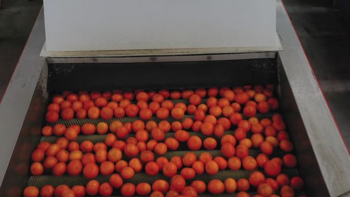 实拍农村产业扶贫车间流水线包装种植沃柑橘