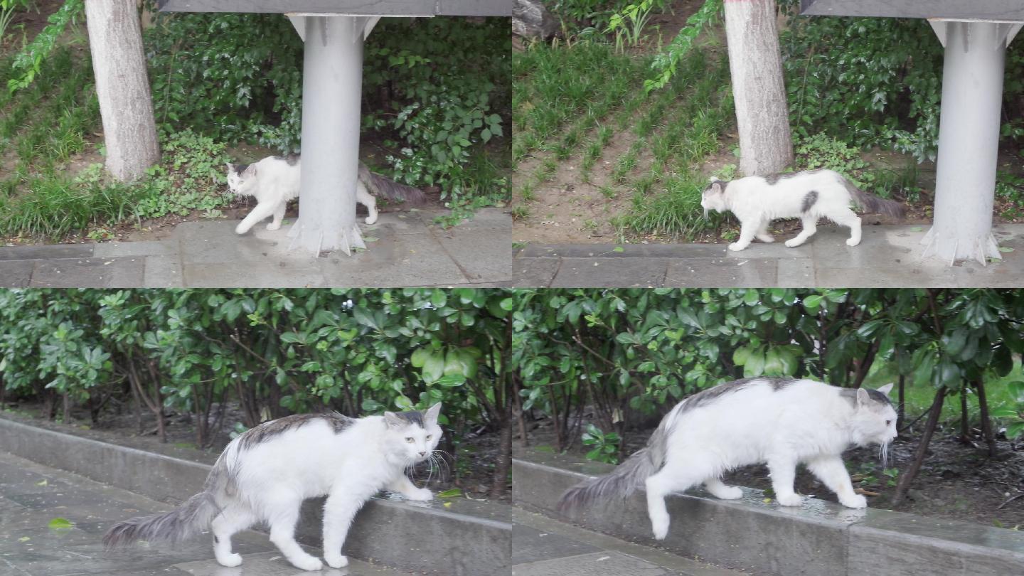 下雨天公园里的流浪猫