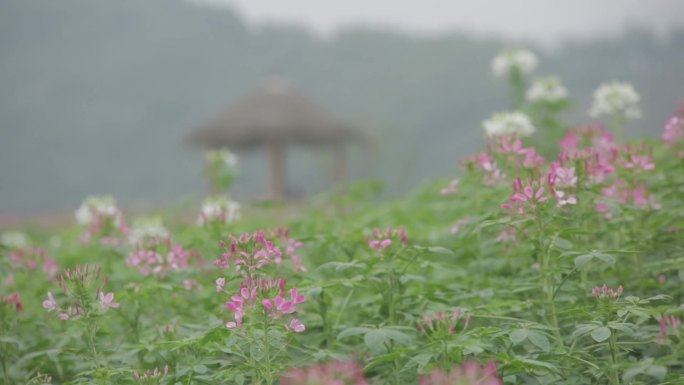 余杭径山花海