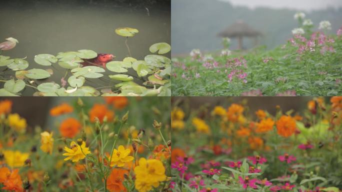 余杭径山花海