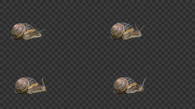 蜗牛爬行（Alpha-透明）