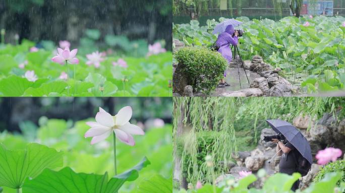 下雨天的公园荷塘