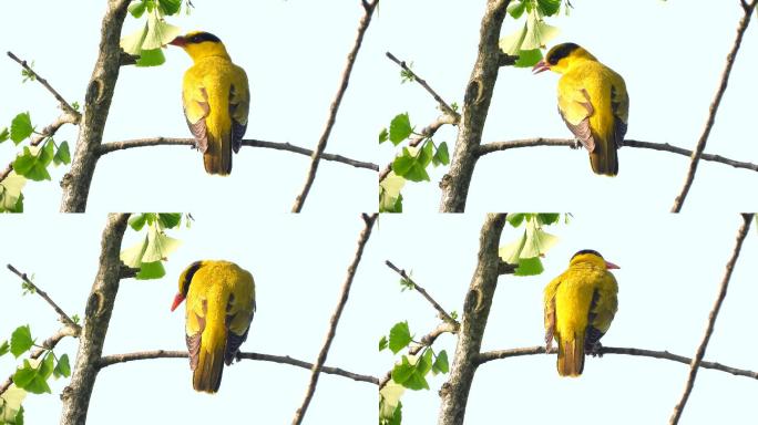 银杏树上的黄鹂鸟，黄鹂鸟叫声