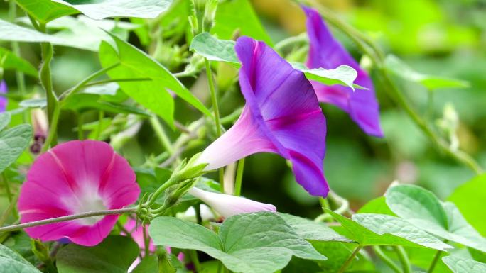 盛开的牵牛花、喇叭花、大碗花