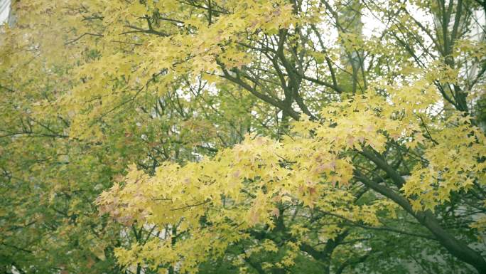 微风吹动树叶秋冬黄色树叶