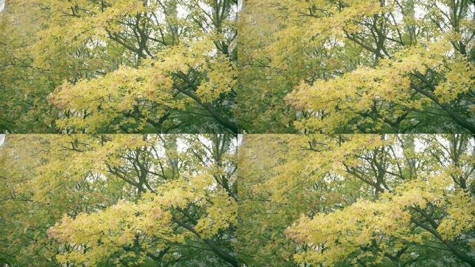 微风吹动树叶秋冬黄色树叶