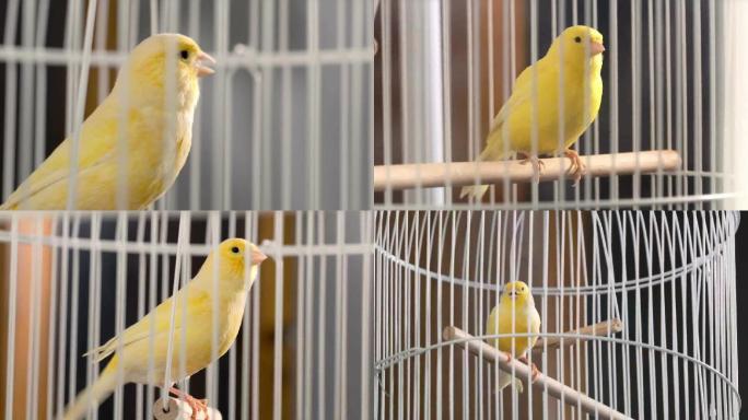 宠物鸟笼里的小黄鸟