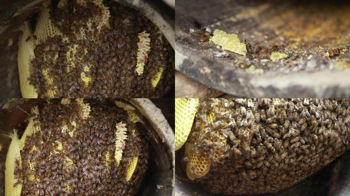 广西桂北山区的土蜂箱里的蜜蜂