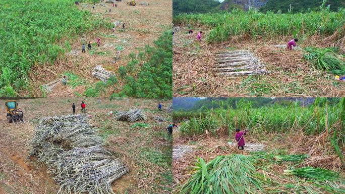 实拍农村扶贫产业种植甘蔗农民增收视频素材