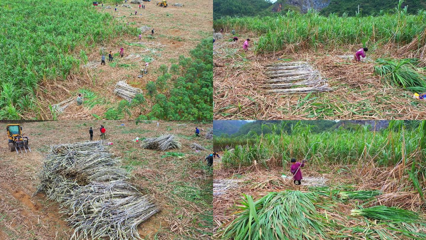 实拍农村扶贫产业种植甘蔗农民增收视频素材