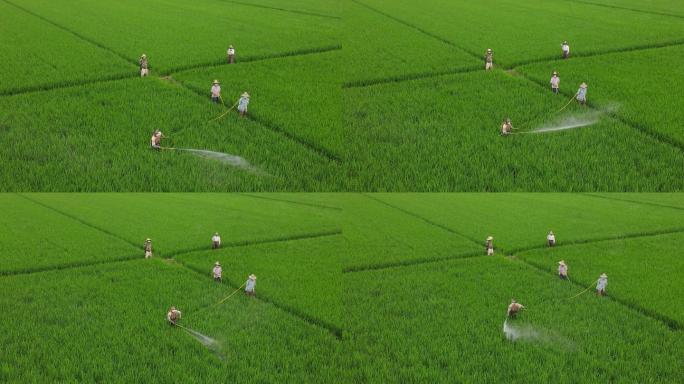 水稻人工施肥