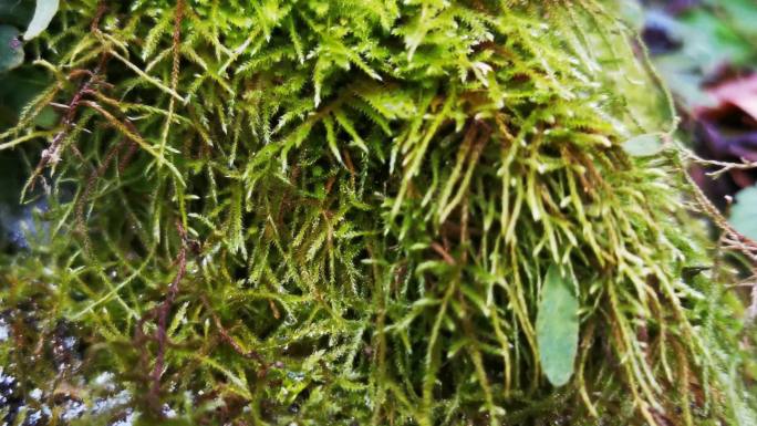 森林苔藓微观世界