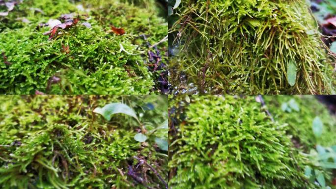 森林苔藓微观世界