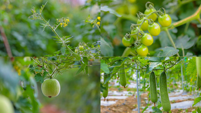 实拍农村扶贫产业番茄冬瓜种植视频素材