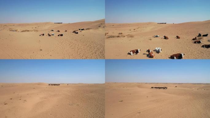 航拍沙漠沙漠化沙漠中的动物