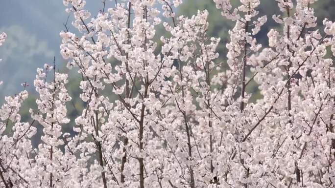 三都春日桃花