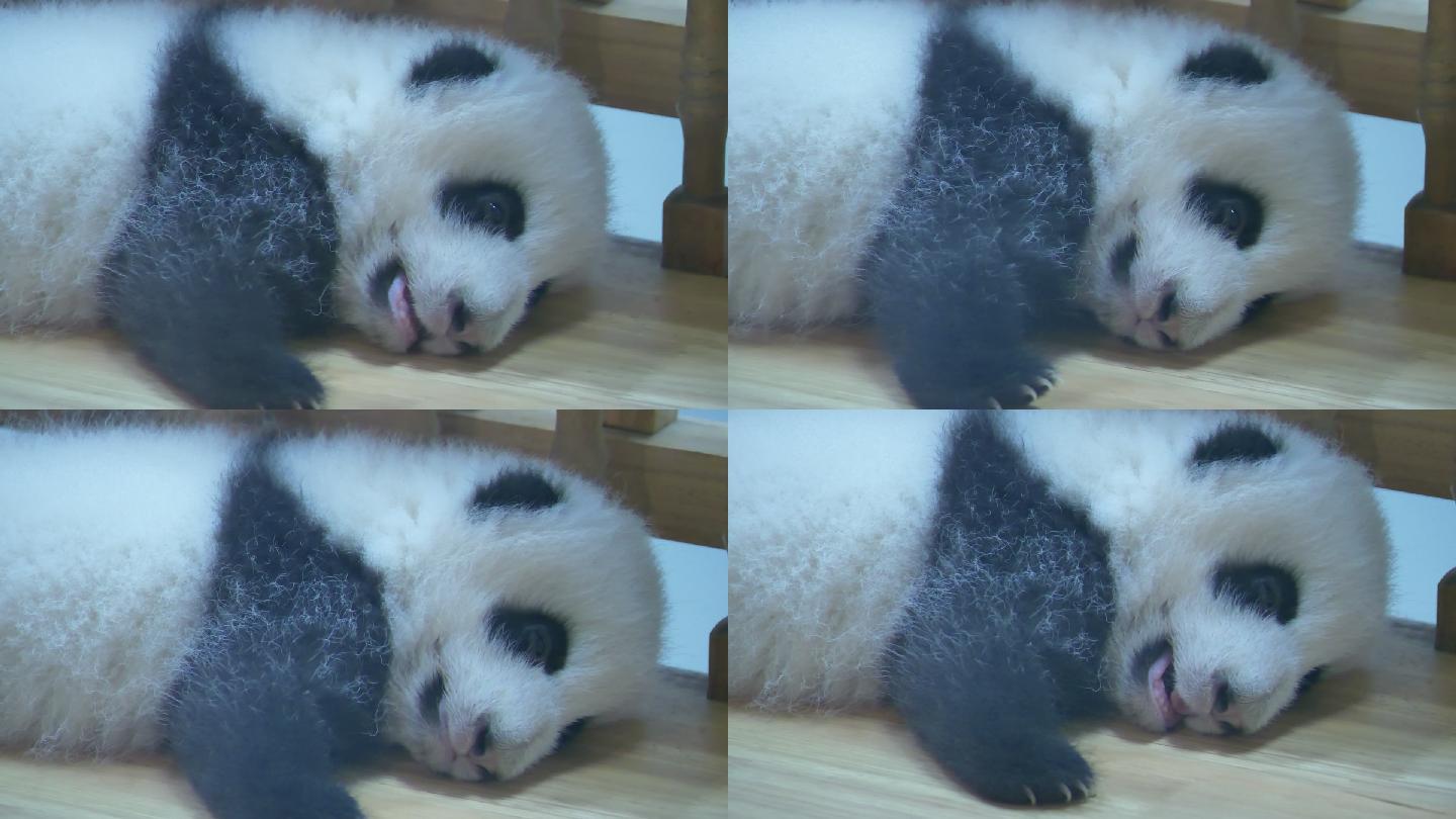 可爱软绵绵的大熊猫幼崽