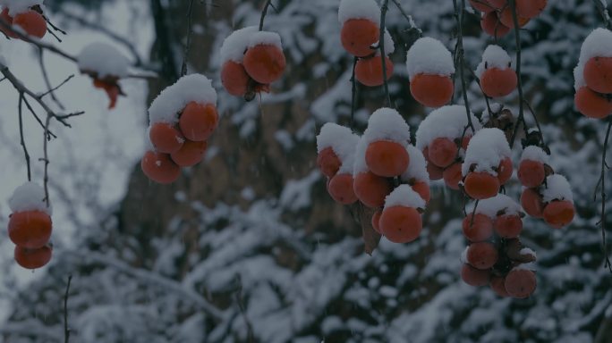 4K雪中的红柿子挂在枝头20