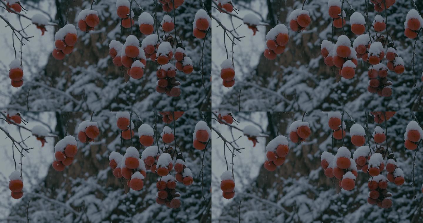 4K雪中的红柿子挂在枝头20