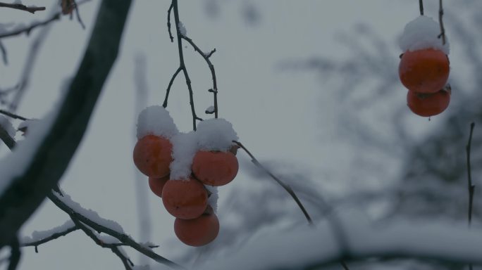 4K雪中的红柿子挂在枝头21