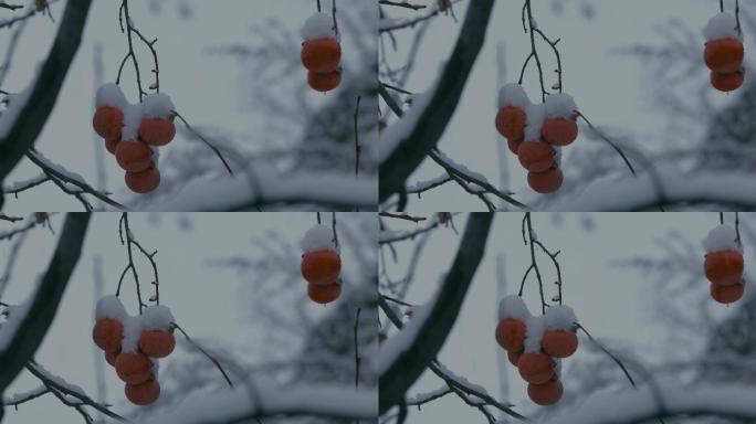 4K雪中的红柿子挂在枝头21