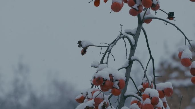 4K雪中的红柿子挂在枝头08