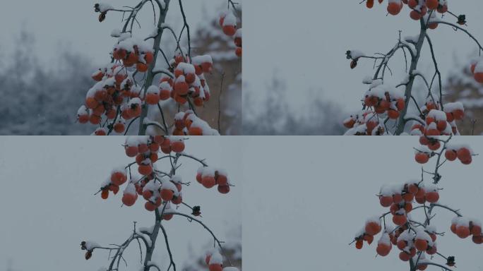 4K雪中的红柿子挂在枝头08