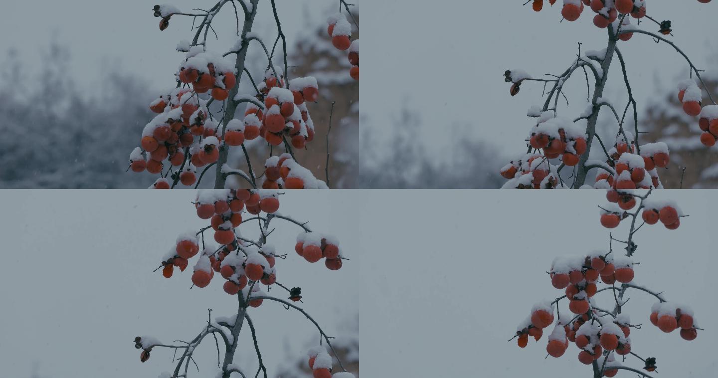 4K雪中的红柿子挂在枝头08