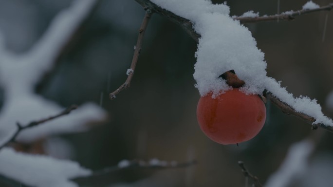 4K雪中的红柿子挂在枝头25