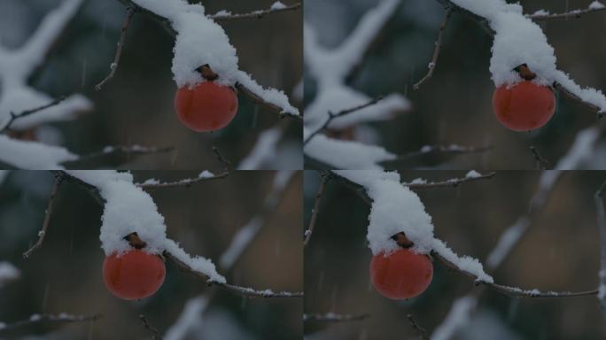 4K雪中的红柿子挂在枝头25