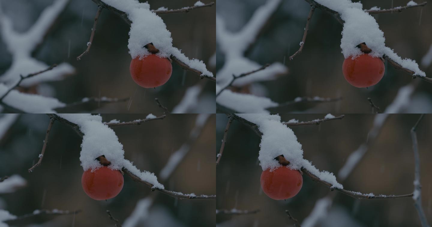 4K雪中的红柿子挂在枝头25