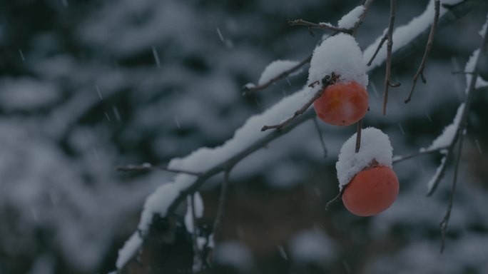 4K雪中的红柿子挂在枝头15