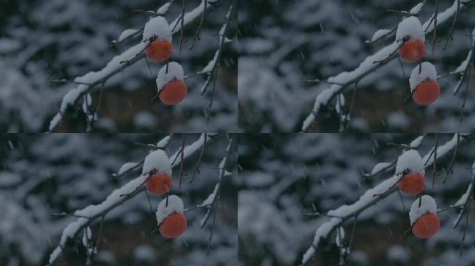 4K雪中的红柿子挂在枝头15