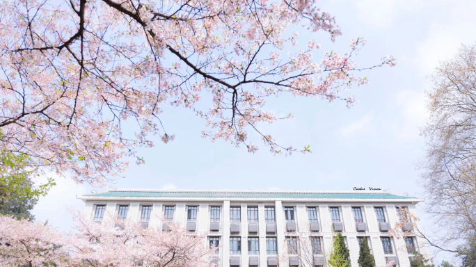 【原创】武汉大学东湖公园航拍樱花唯美飘落