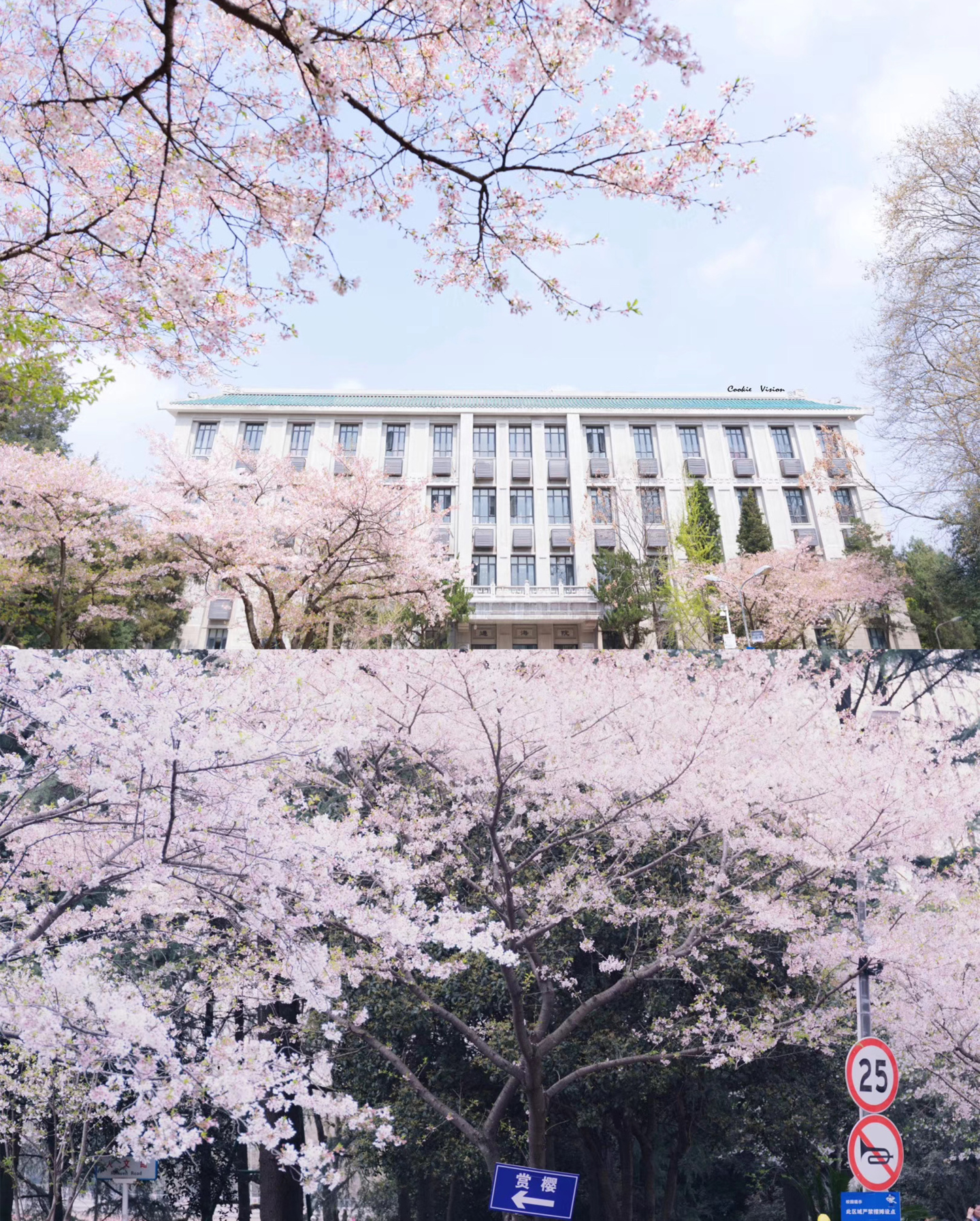 【原创】武汉大学东湖公园航拍樱花唯美飘落