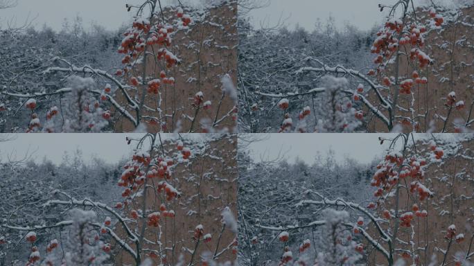 4K雪中的红柿子挂在枝头05