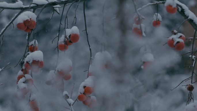 4K雪中的红柿子挂在枝头03
