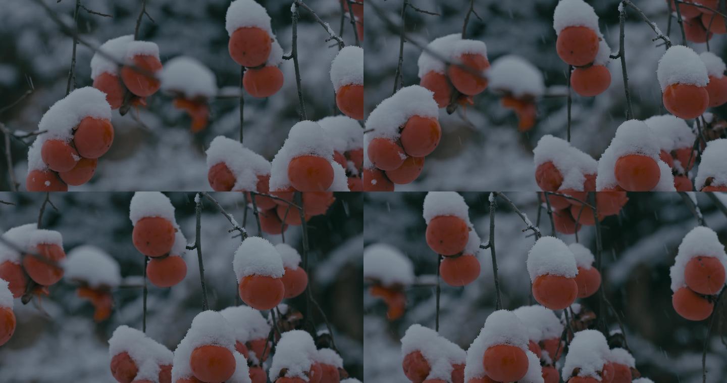 4K雪中的红柿子挂在枝头24