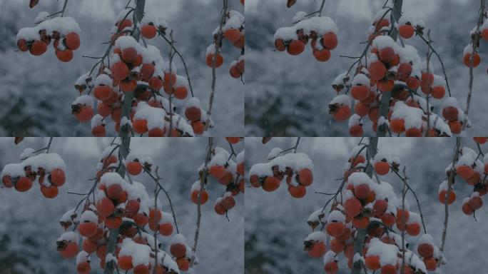 4K雪中的红柿子挂在枝头11